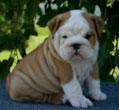 Englisch Bulldogge Welpen suchen ein Zuhause