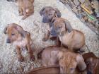 Rhodesian-Ridgeback-Welpen