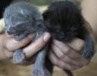 7 süsse Katzenbabys abzugeben