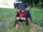 Zwergpinscher Welpen mit Papieren