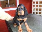 Wunderschöne Gordon Setter suchen liebevolles Zuhause