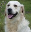 Golden Retriever Welpen und Junghunde abzugeben