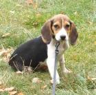 Beagle Welpen und Junghunde abzugeben