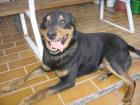 Verschmuster und verspielter Schäferhund / Rottweiler-Mischling