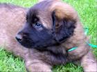 Leonberger