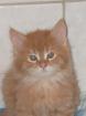 Maine Coon Katerchen in red tabby