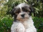 SUCHE Malteser / Havanese / Bolonka / Shi Tzu MIX