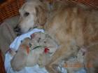 Goldenretriever Welpen