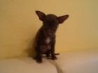 MINI - Edelmix-welpe   Chihuahua - Prager Rattler  12 wochen