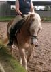 Haflinger Stute zu verkaufen