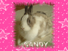 Hallo von meiner candy die babys sind heute geboren