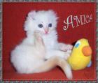 Traumhaft lustige American Curl Babys