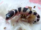 Mack Snow Leopardgecko NZ