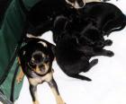 Pintscher/Toy-Terrier Mix-Welpen