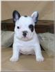 French Bulldog  Welpen