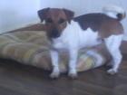 Jack Russel Terrier braun weiss,weiblich,8 Monate alt!!!!entwurmt und geeimpft!!