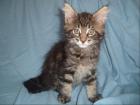 Maine Coon Kitten