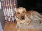  junger Labrador-Golden Retriever Mischling abzugeben