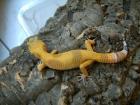 Leopardgecko Zuchtgruppen (APTOR, Sunglow, SHCT - the Urban Gecko, Tremper, Las