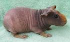 Skinnys / Skinny-Pigs / Nacktmeerschweinchen