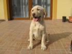 Labrador Retriever Welpen mit Papieren