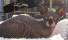 Sphynx canadian 