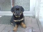 7 süsse Rottweiler Welpen