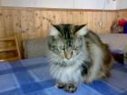 2 Maine Coon Damen m.P.  je 190 €