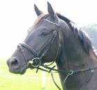 Temperamentvoller Trakehner sucht Reitbeteiligung