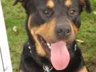 Reinrassiger Rottweiler abzugeben