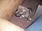 American-Staffordshire-Terrier Welpen