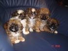 Pekinese Welpen