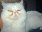 Suchen perser oder exotic shorthair dame