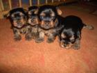 Yorkshire Terrier Welpen