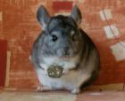 Süßes Chinchilla Böckchen sucht ein neues Zuhause