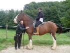 Verkaufe shirehorse stute