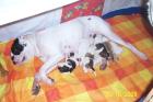 American Bulldog welpen