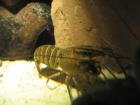 Cherax Quadricarinatus