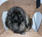 Reinrassiger Pekingese sucht Hündin zum Decken