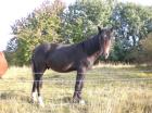 Junger Welsh cob Wallach