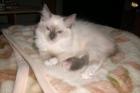 7 Monate alte blue-mitted Ragdoll (w)