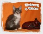 3 Maine Coon Katerchen suchen ab sofort ein liebes Zuhause...