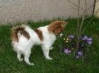 Papillon Hunde als Therapeuten