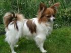 Hund als Therapeut - Papillon