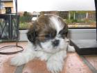 Shih-Tzu Welpe (Weibchen) sucht ein kuscheliges zu Hause