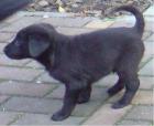 7 Labrador Mix-Welpen suchen ab Dez. 08 ein neues zu Hause