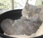 Blue-tortie Selkirk Rex