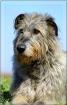 Irish Wolfhound o.P hat noch Termine frei