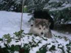 Welpen Husky+Schäferhund