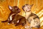 Chihuahuas RARITY, Welpen